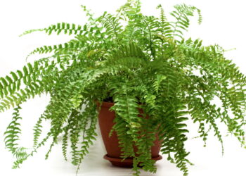 Samambaia no verão pode virar dor de cabeça e atrair pragas se ficar no lugar errado