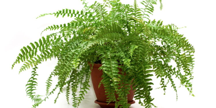 Samambaia no verão pode virar dor de cabeça e atrair pragas se ficar no lugar errado