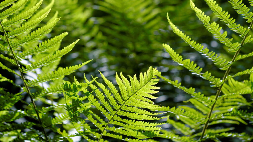 Plantas que transformam varandas em áreas de lazer multifuncionais