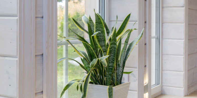 Plantas para decorar banheiros com frescor e estilo minimalista