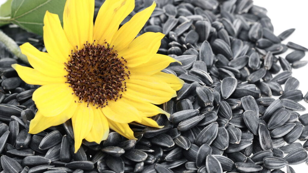 Como preparar receitas com sementes para refeições proteicas