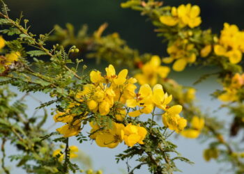 A planta que limpa o intestino e ajuda no preparo para exames médicos