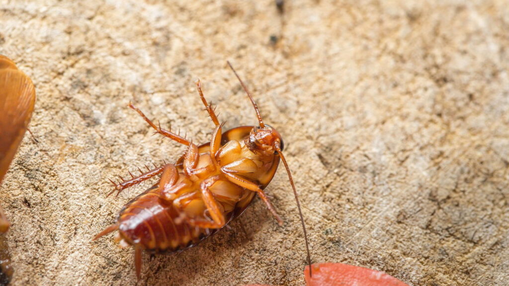 Como manter o banheiro livre de insetos que aparecem no escuro