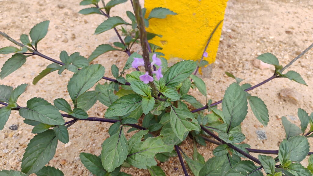 Essa plantinha tem ajudado milhares com azia, dores e inflamações