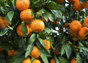 Fruta cítrica com sabor adocicado conquista quem a cultiva