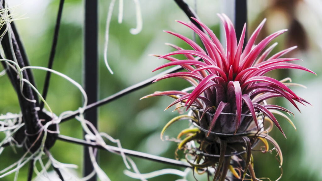 As plantas mais resistentes para ter beleza e praticidade em casa
