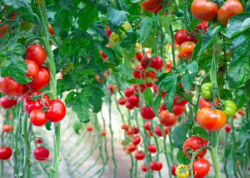 Como cultivar tomates e colher em casa com facilidade