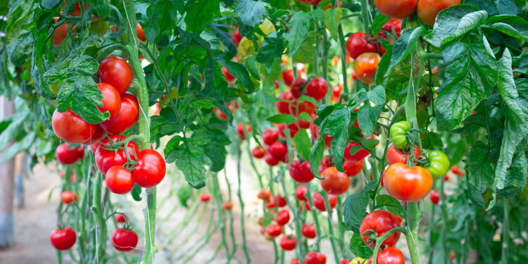 Como cultivar tomates e colher em casa com facilidade