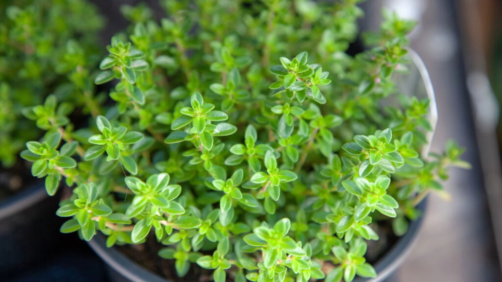 Receitas de ervas que ajudam à saúde óssea para fazer em casa