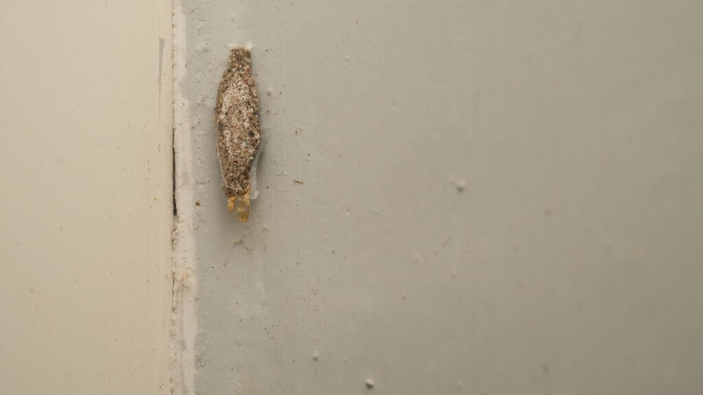 Aroma intenso que repele traças e insetos de forma natural