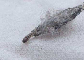 Proteção natural afastando traças de armários com praticidade