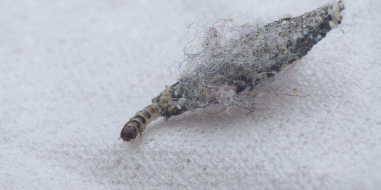 Proteção natural afastando traças de armários com praticidade