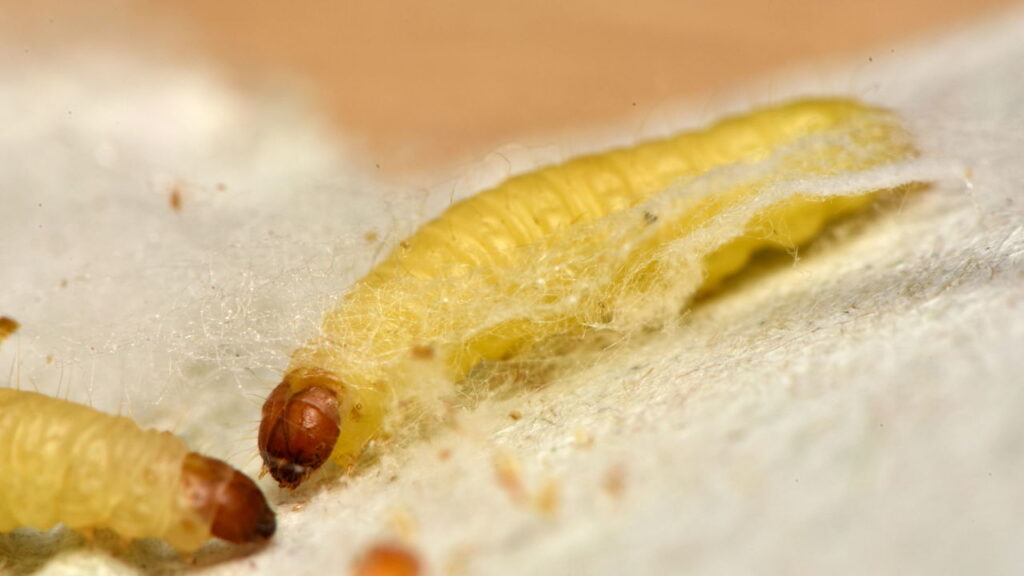 Pragas comuns na cozinha que você pode eliminar facilmente