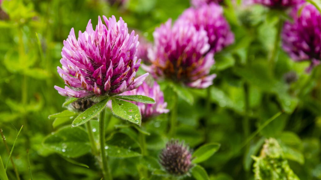 3 plantas que apoiam a menopausa com graça e vitalidade renovada