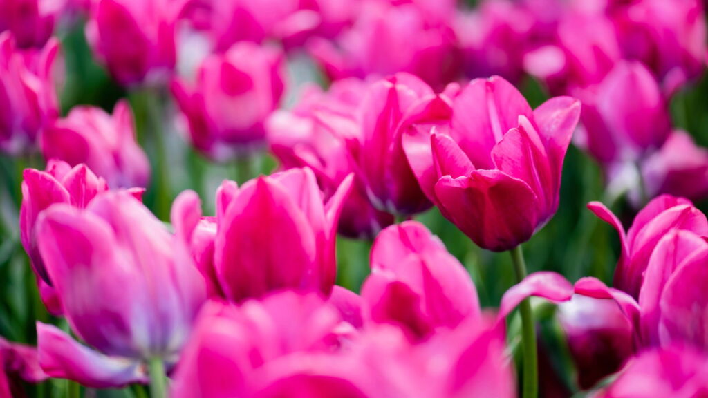 Plantas que florescem na primavera e trazem cor aos dias ensolarados