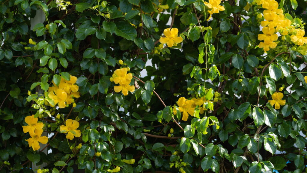 4 plantas resilientes à sombra que revigoram cantos esquecidos