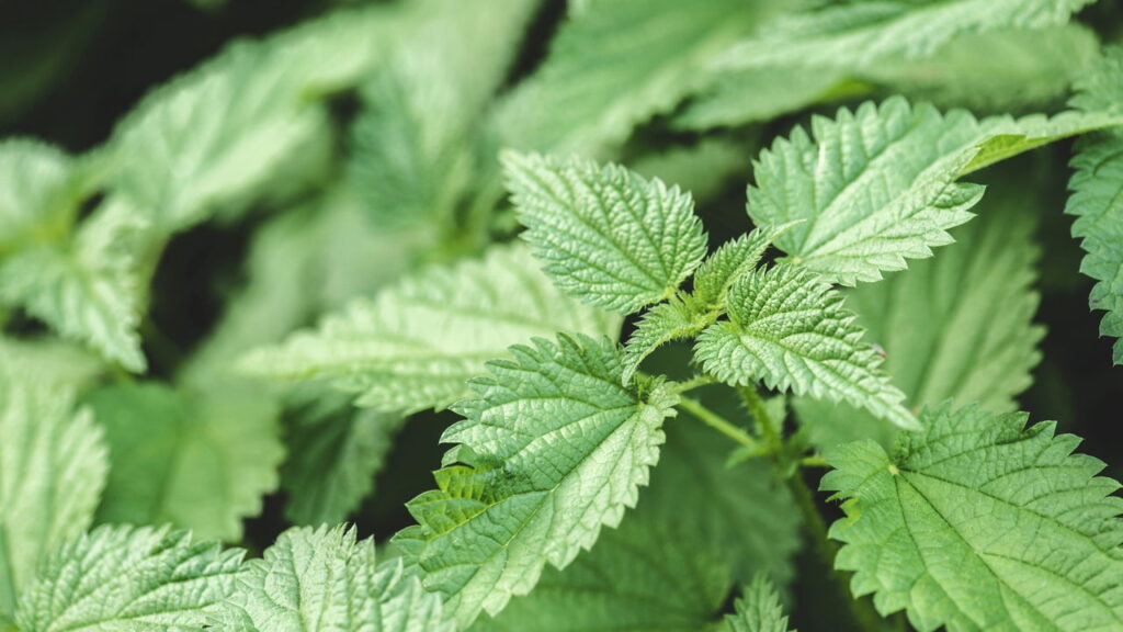 3 ervas que ajudam na prevenção de anemias com ferro natural