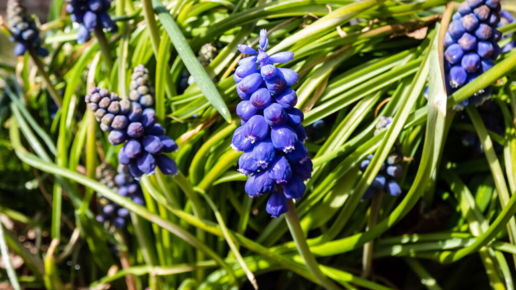 4 frutas compactas que prosperam em varandas e colhem o ano Inteiro