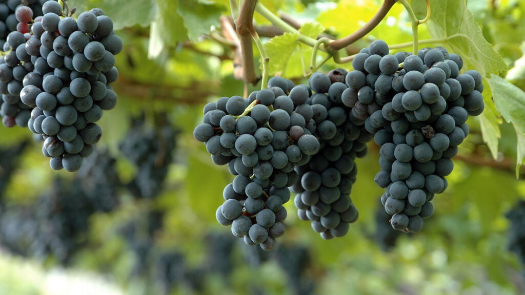 4 frutas que florescem com cultivo caseiro e rendem grandes cachos