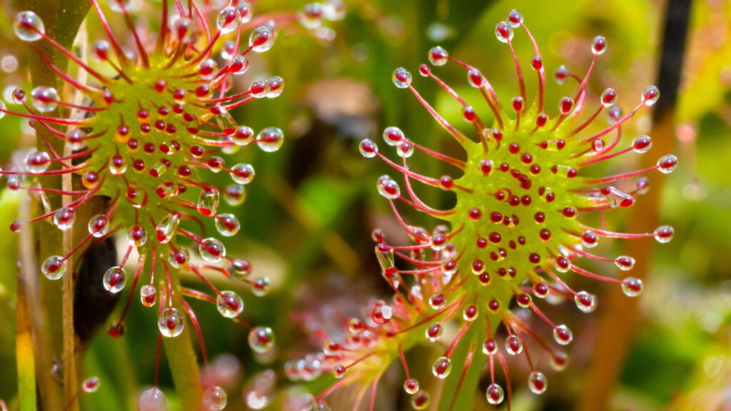 Como usar plantas carnívoras como decoração e inspiração na cozinha