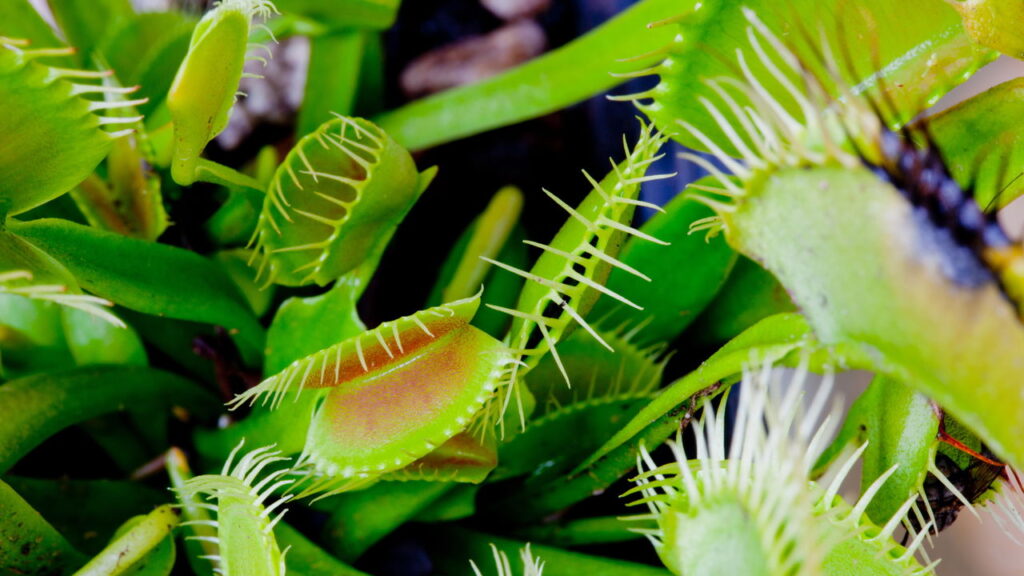 Como usar plantas carnívoras como decoração e inspiração na cozinha