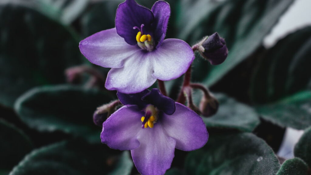 As 3 plantas que são a cara do inverno e da primavera