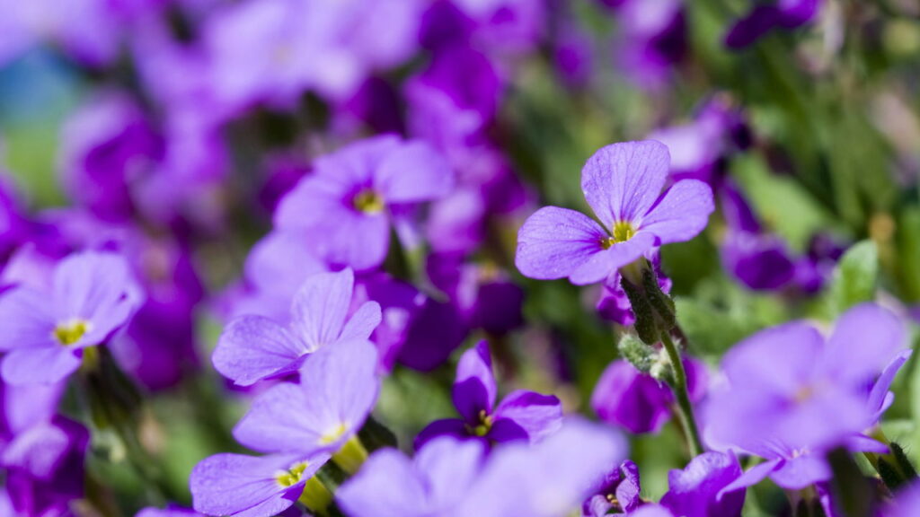 4 plantas com flores delicadas que criam um toque romântico na decoração