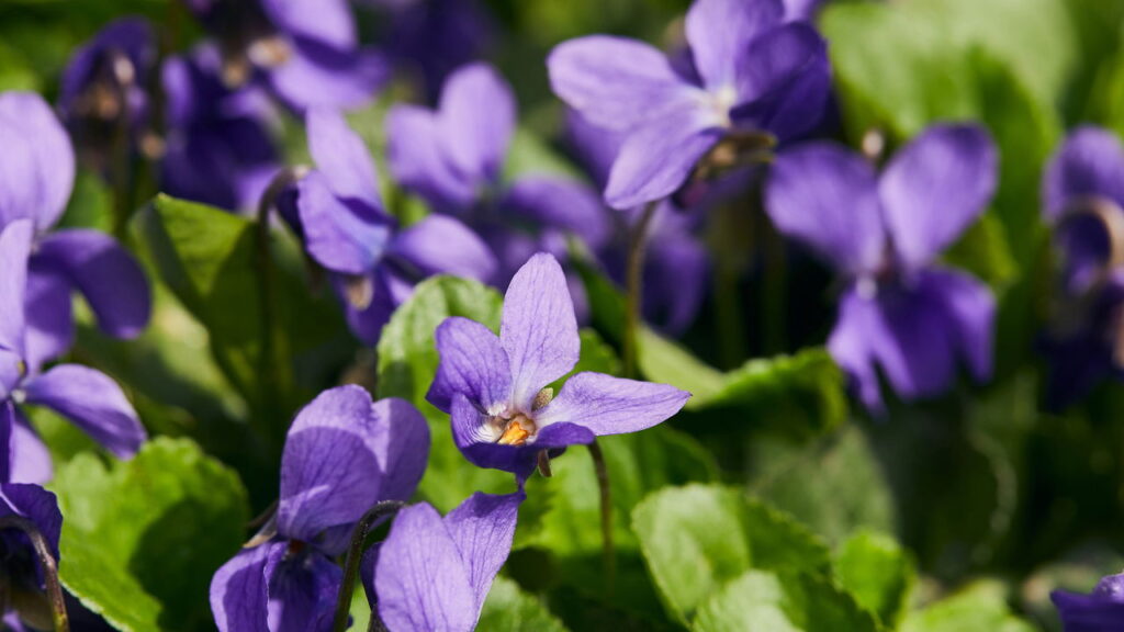 Plantas que florescem no inverno e iluminam dias cinzentos