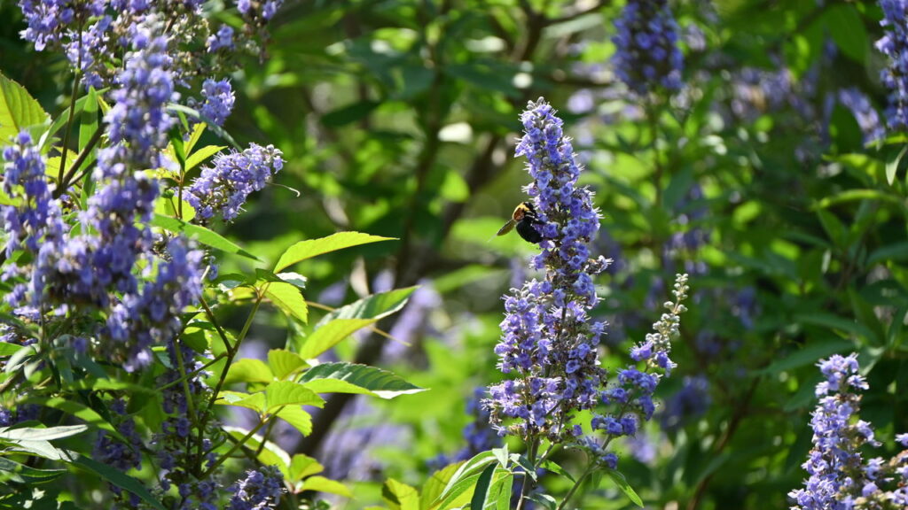 4 plantas que harmonizam ciclos hormonais e promovem glow natural