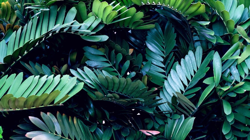 3 plantas fáceis de cuidar que dão charme imediato ao ambiente