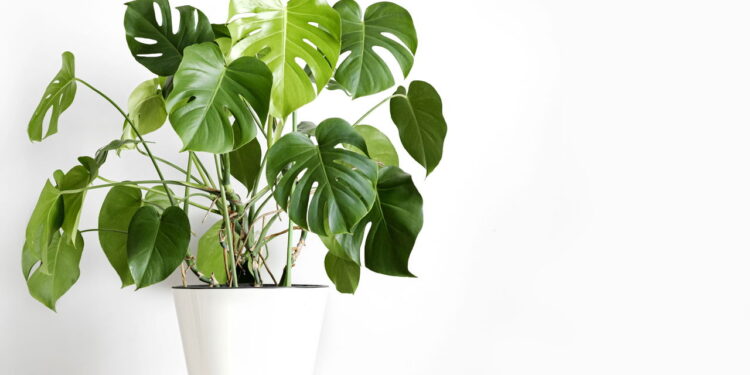 Plantas resistentes que sobrevivem a semanas sem água e ainda decoram casa e escritório com estilo