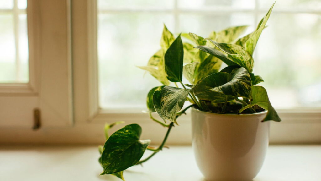 3 plantas que transformam sua sala de forma natural