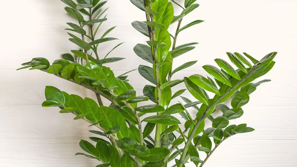 3 plantas que transformam sua sala de forma natural