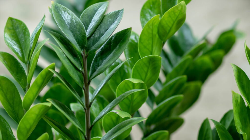 Essas são as 3 plantas resistentes ao vapor ideais para o banheiro