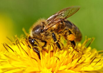 Essas ervas viraram o xodó de quem quer afastar abelhas e vespas naturalmente