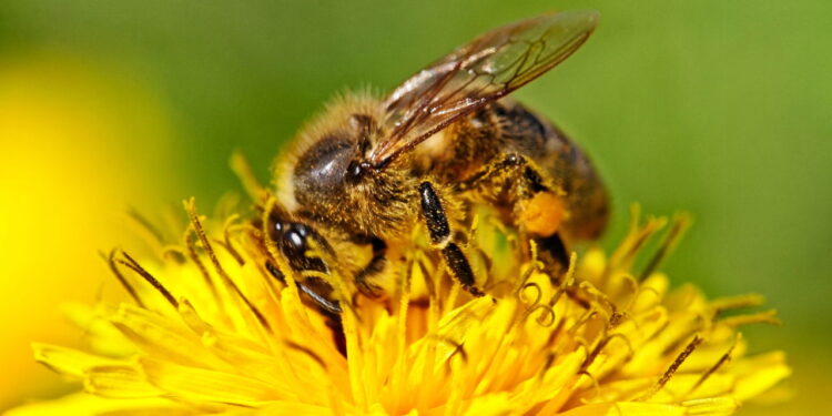 Essas ervas viraram o xodó de quem quer afastar abelhas e vespas naturalmente