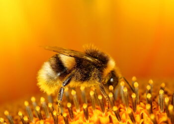 As plantas que afastam abelhas sem prejudicar o equilíbrio do jardim