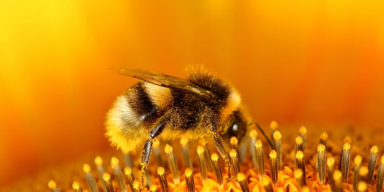 As plantas que afastam abelhas sem prejudicar o equilíbrio do jardim