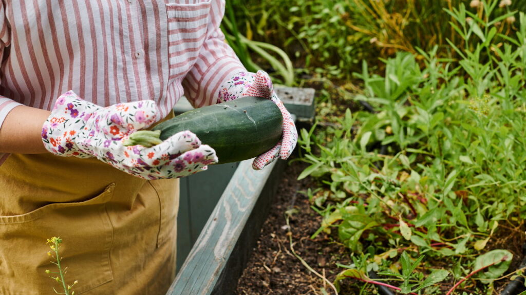Como evitar que a abobrinha murche e dure fresca na cozinha