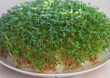 Maneira prática que salva agrião do apodrecimento