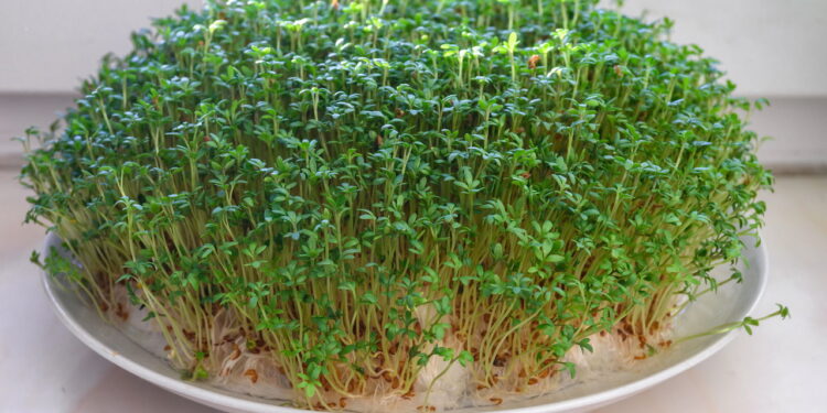 Maneira prática que salva agrião do apodrecimento