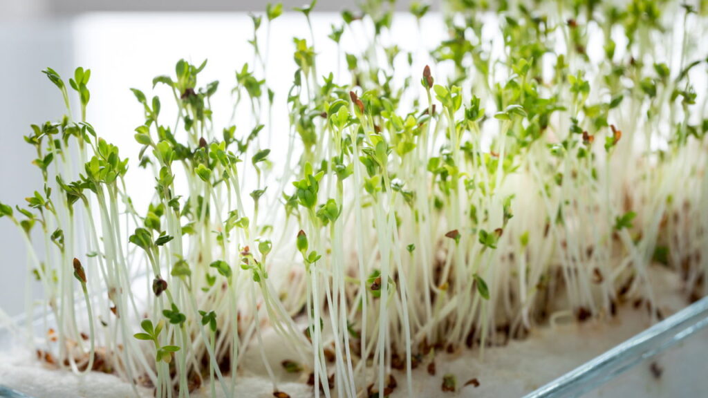 Maneira prática que salva agrião do apodrecimento