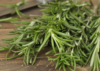 Como cultivar alecrim para aumentar o foco e a concentração