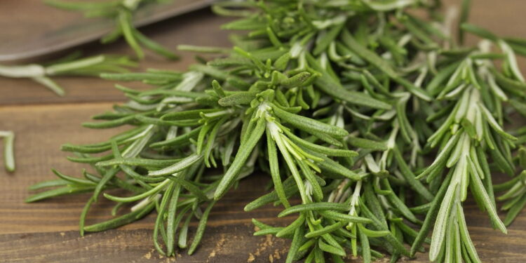 Como cultivar alecrim para aumentar o foco e a concentração