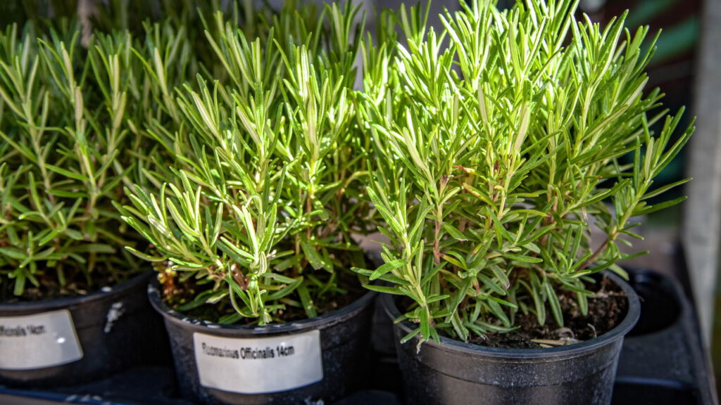 Como cultivar alecrim para aumentar o foco e a concentração