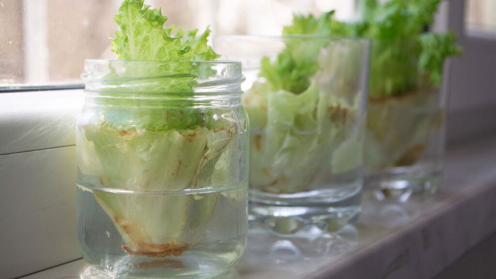 Dicas infalíveis para manter alface crocante por dias