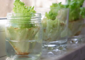 Como conservar folhas de alface americana por semanas na geladeira