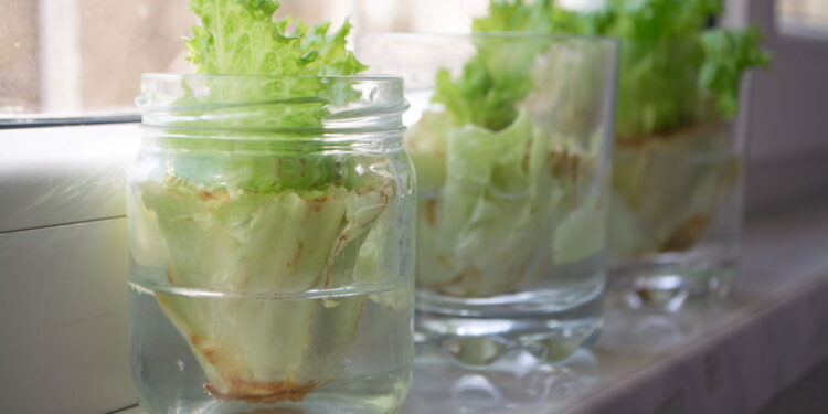 Como conservar folhas de alface americana por semanas na geladeira