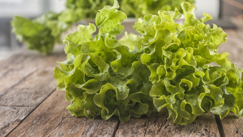 A forma certa de conservar alface fresca por vários dias