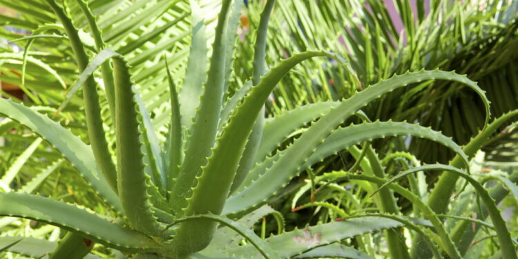 As 7 plantas medicinais que voltaram à moda na decoração